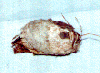 Polyphemus cocoon