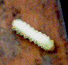 polyphemus larva